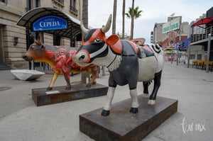 Vacas museo Arocena | Caminata por el centro de Torreón