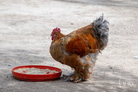 gallo vaquero @tar.mx