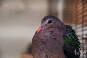 pajaritos