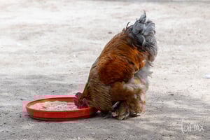 gallo vaquero