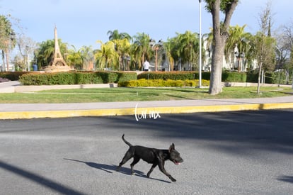  | Maratón LALA 2020, Paseo Central