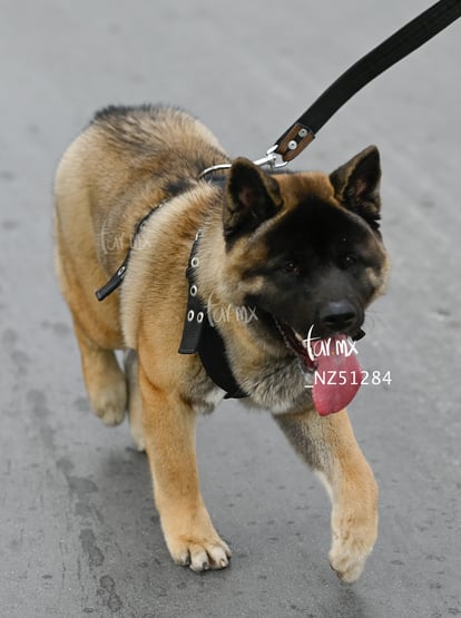 Perrito | Carrera Powerade Torreón 2024, 5 y 10K