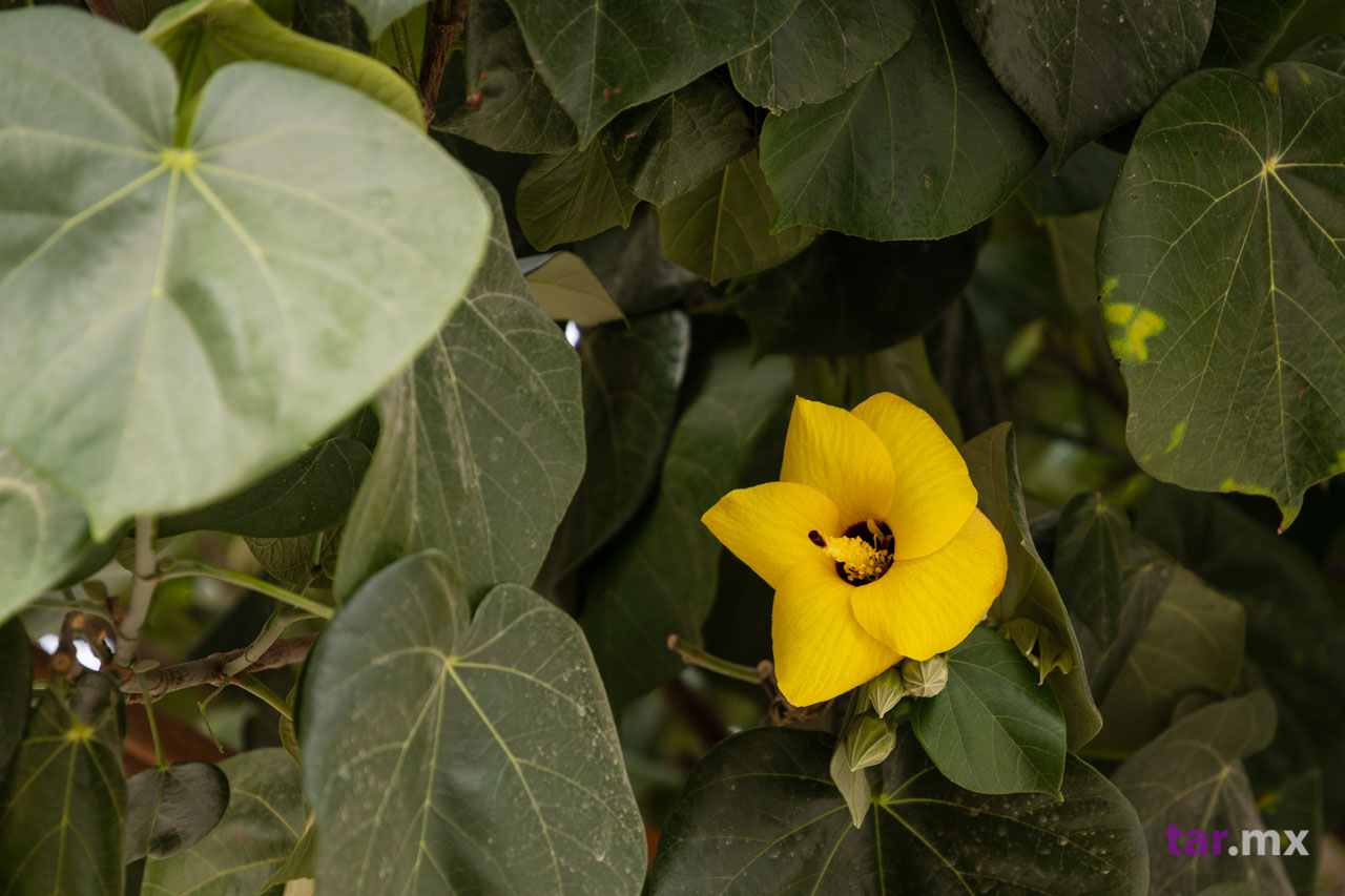 Flor de árbol mazahua