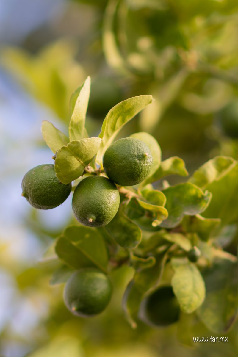 Limones