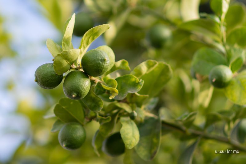 Limones