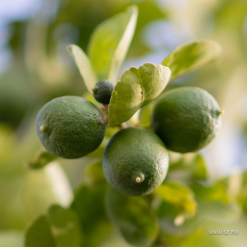 Limones