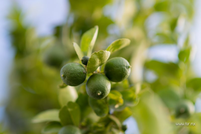 Limones
