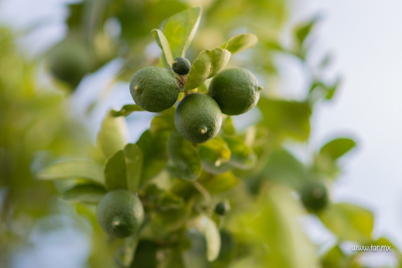 Limones