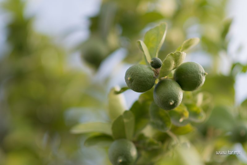 Limones