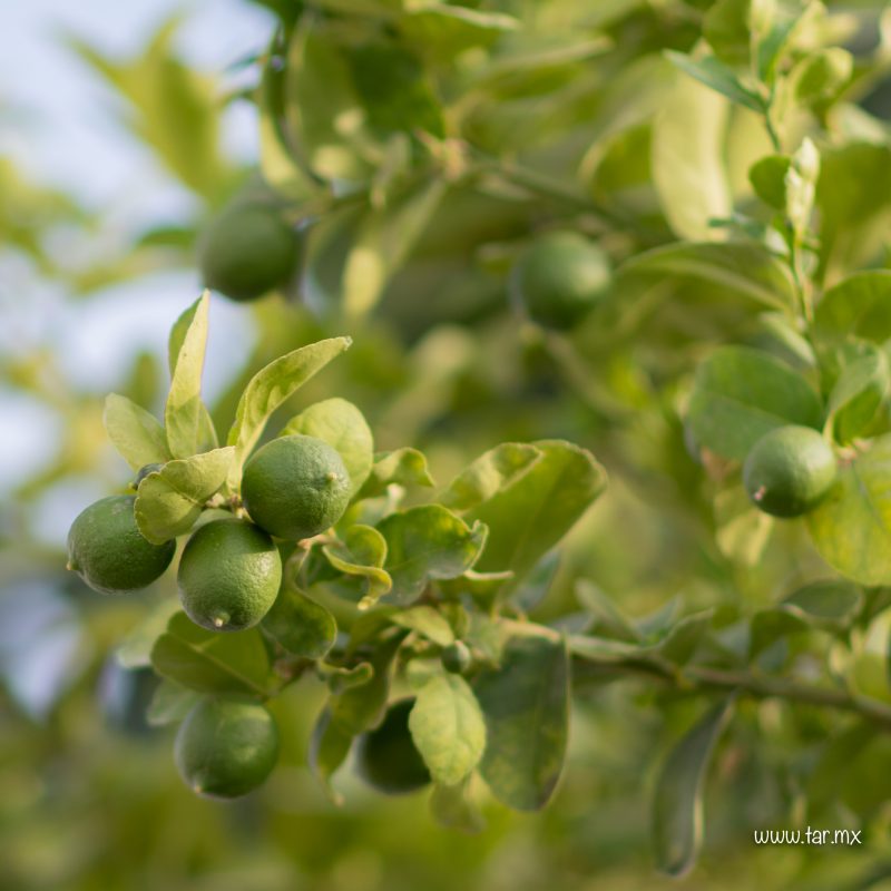 Limones