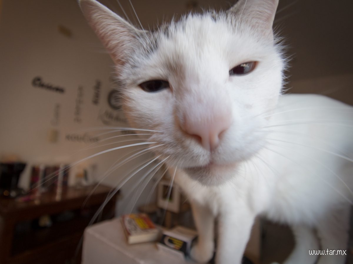 copito