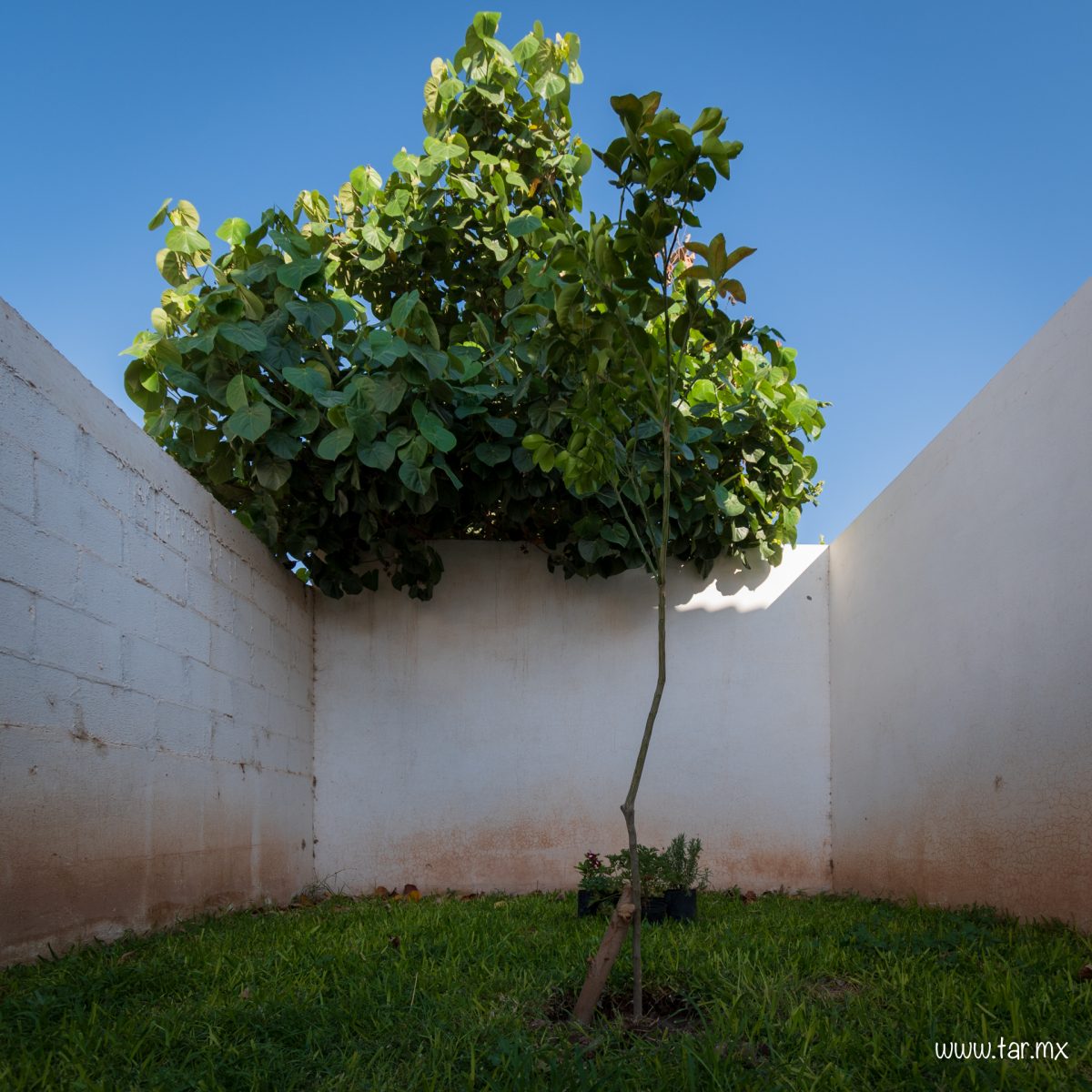 Naranjo, nuevo árbol