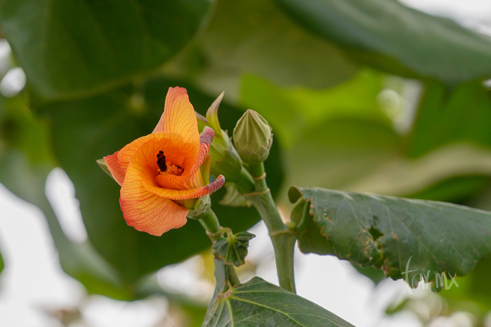 flores de Hibiscus tiliaceus